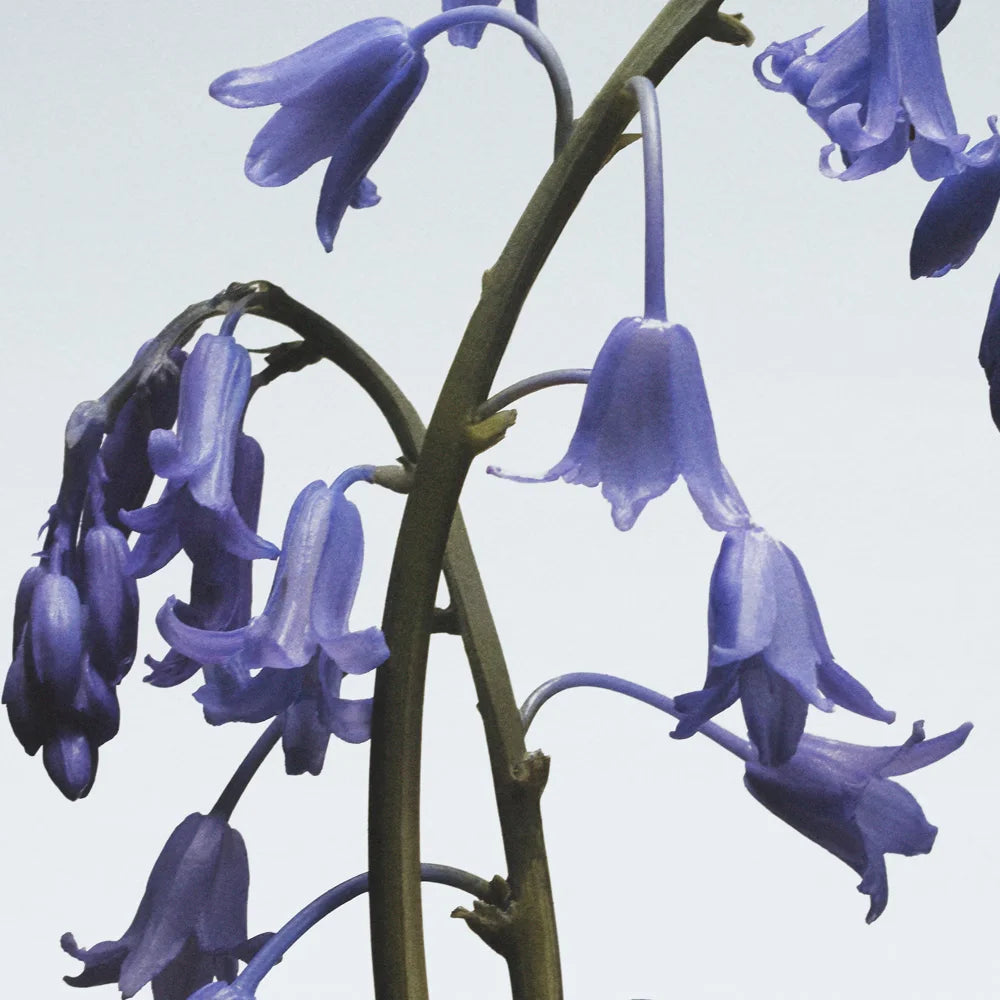 Wild Bluebell Body Crème