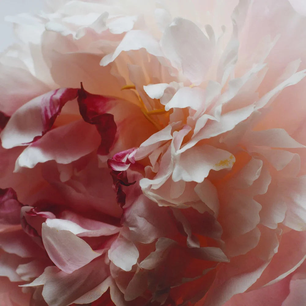Peony & Blush Suede Diffuser Oil Refill