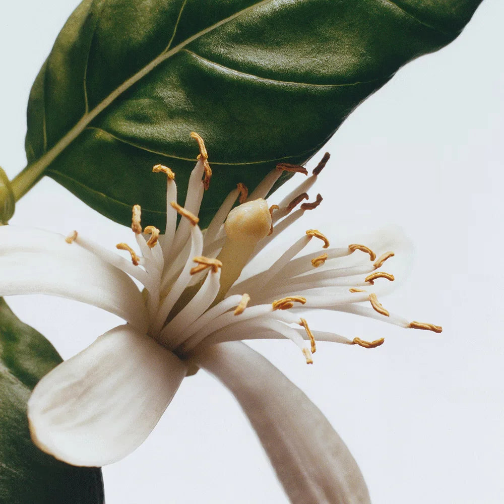 Basil & Neroli Cologne