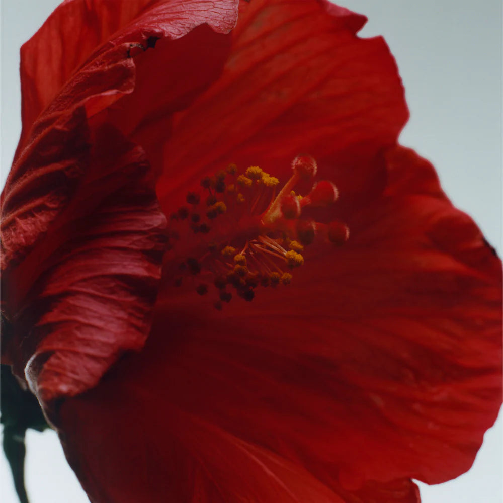 Red Hibiscus Cologne Intense
