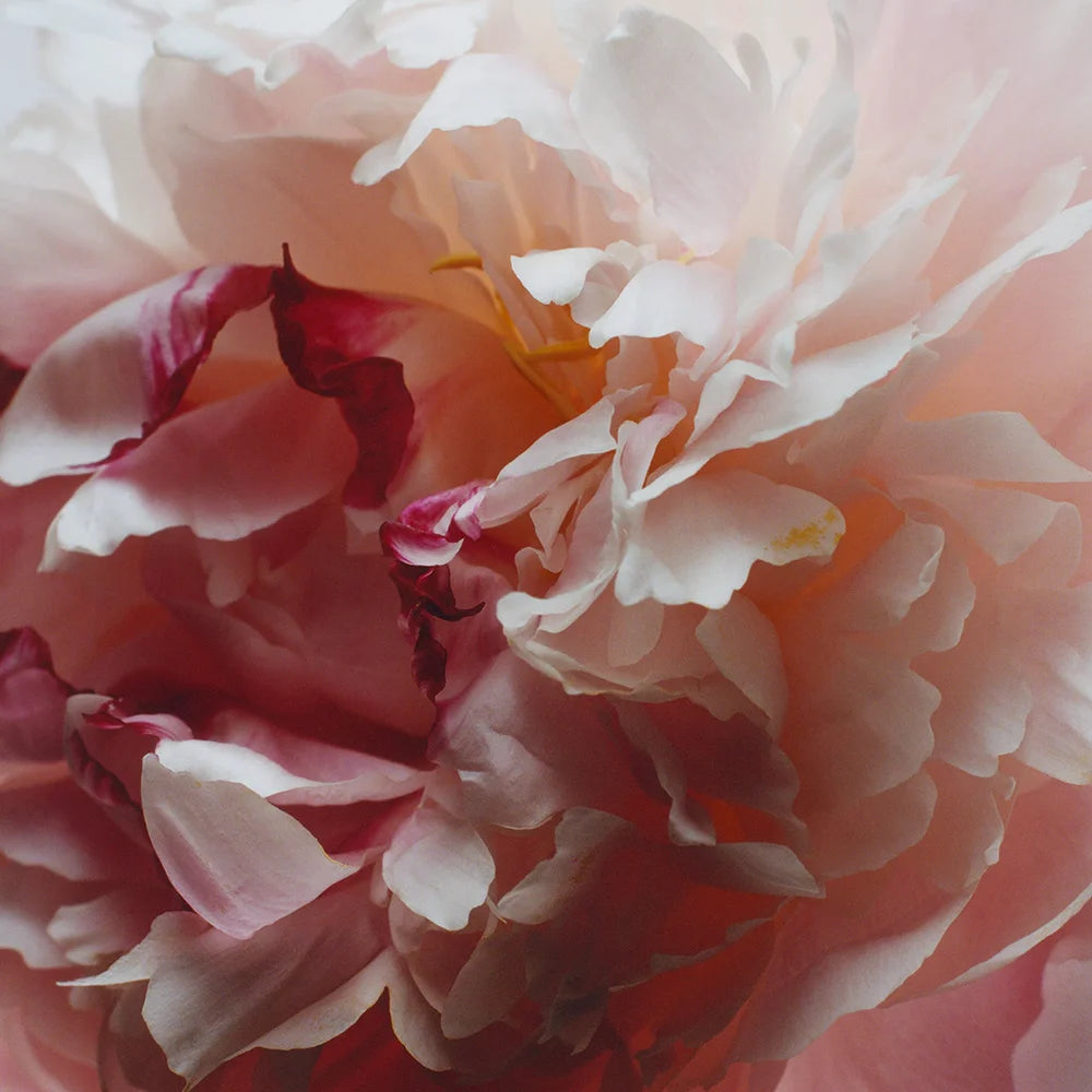 Peony & Blush Suede Body & Hand Lotion