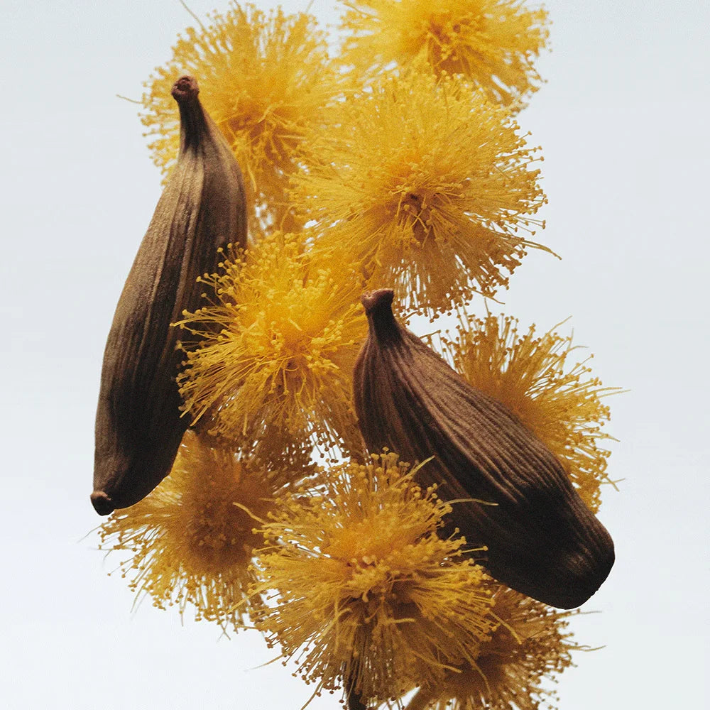 Mimosa & Cardamom Cologne